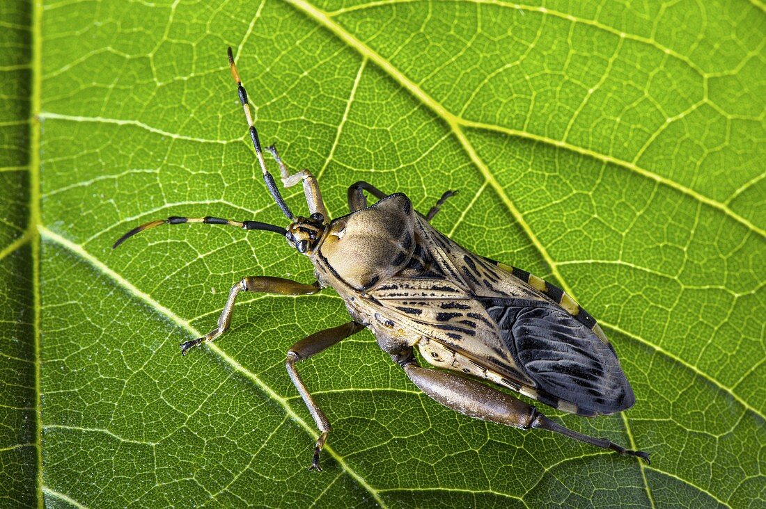 Leaf-footed bug