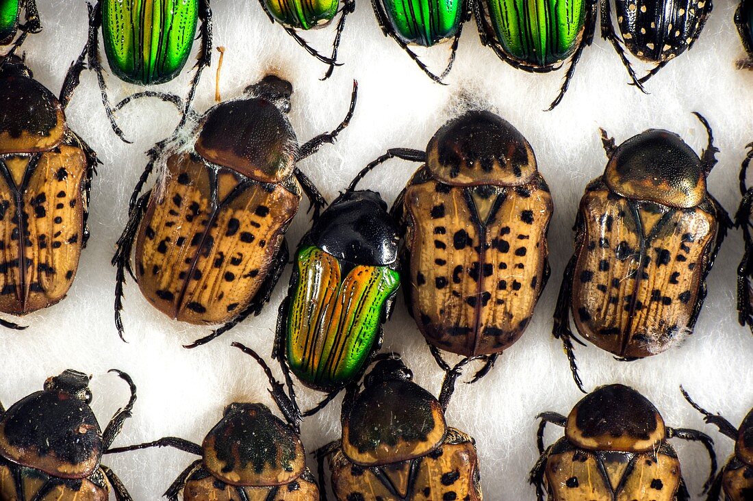 Flower chafer beetles