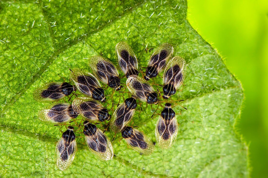 Lace bugs