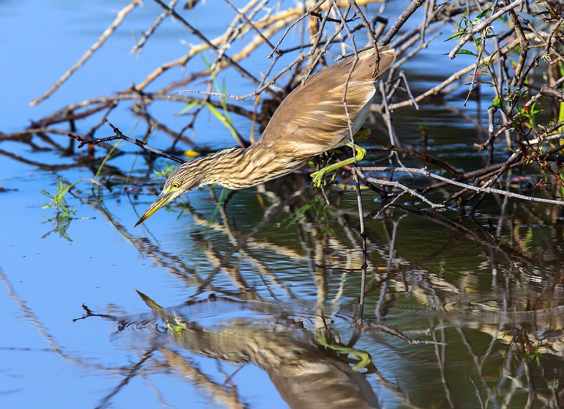 Indian pond heron hunting