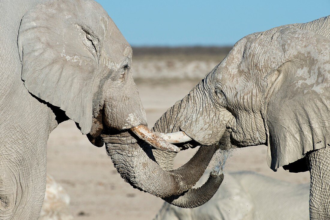 African elephant bulls drinking water