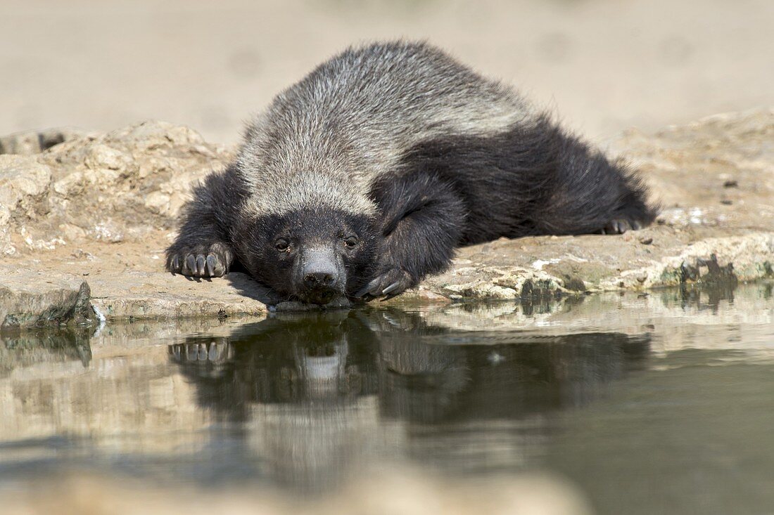 Resting Honey Badger
