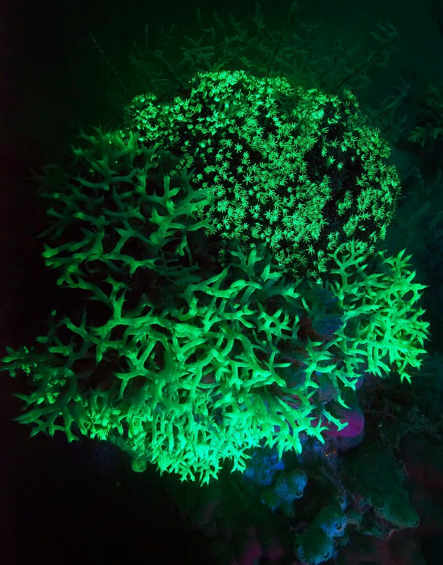 Coral,fluorescing
