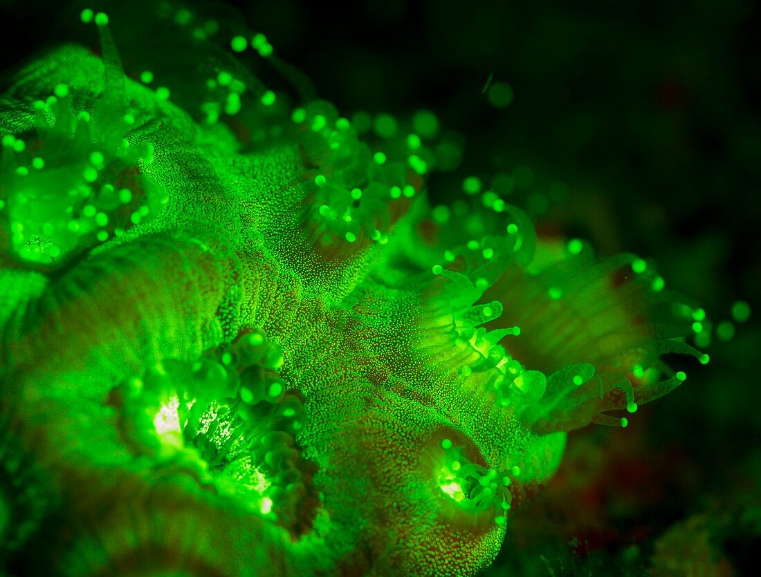 Coral polyps fluorescing green