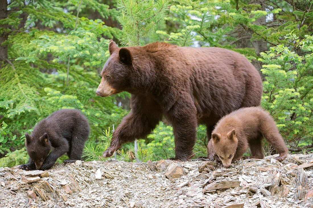 American black bear and cubs