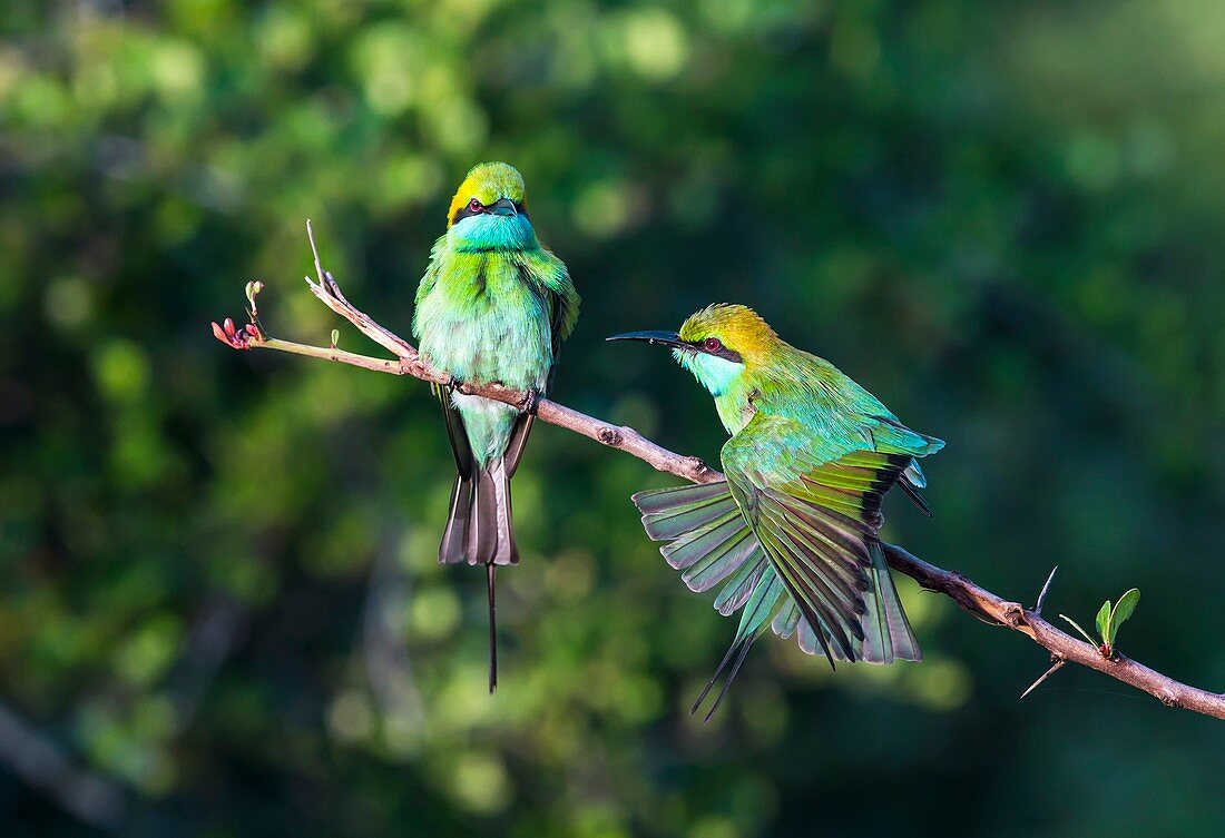 Green bee-eaters