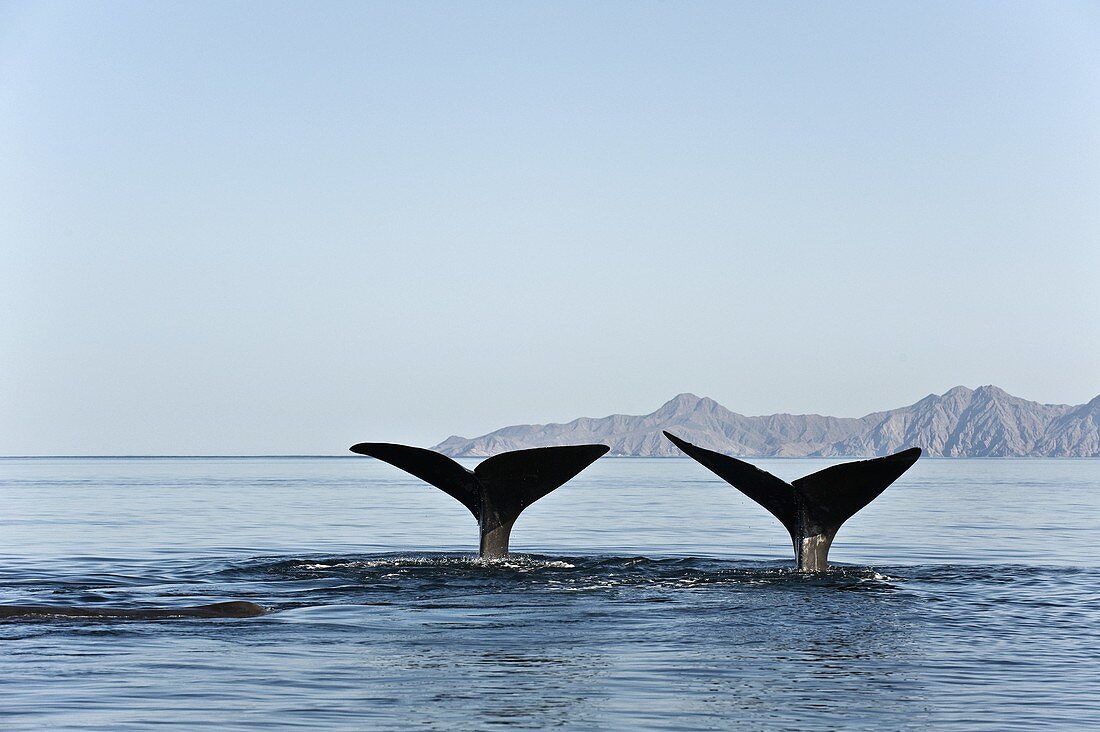 Sperm whale tails