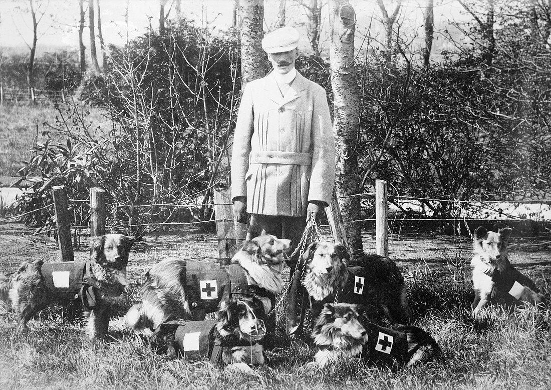 World War I British Red Cross dogs