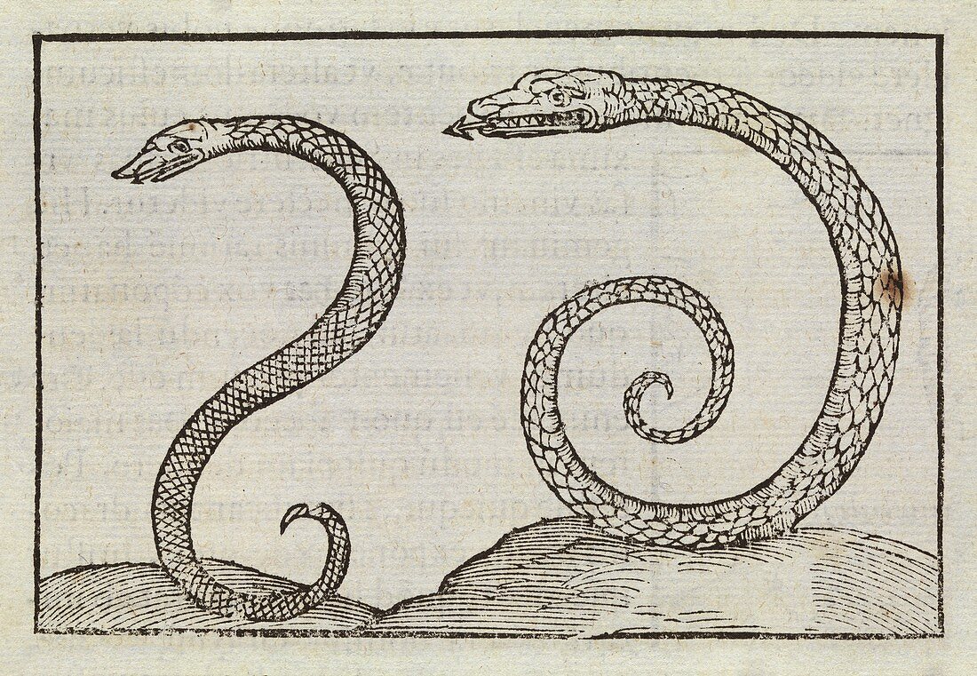 Snakes,16th century