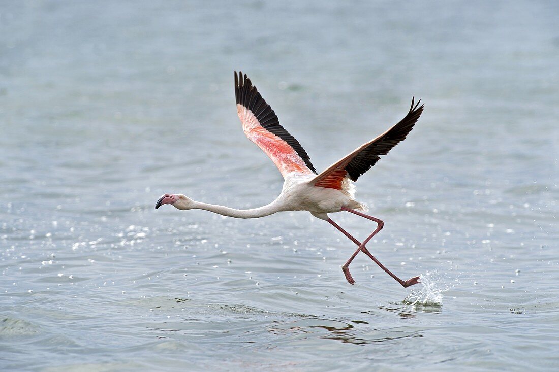 Greater Flamingo taking flight