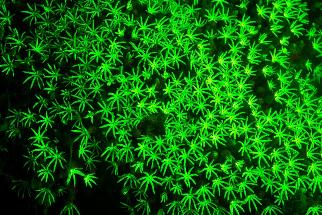 Coral fluorescing green