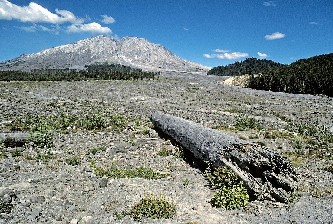 Mount St Helens lahar area regrowth,1988