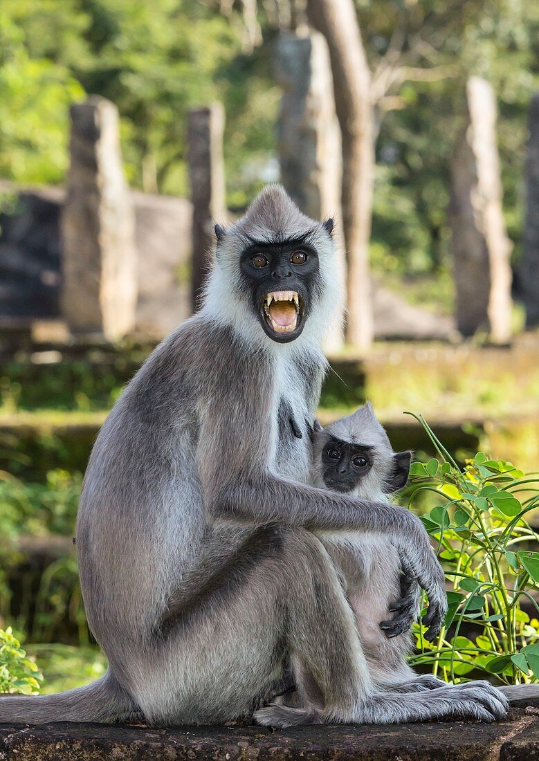 Female tufted grey langur with baby