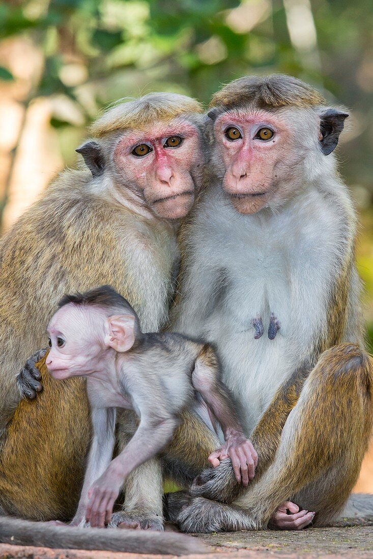 Toque macaque family group