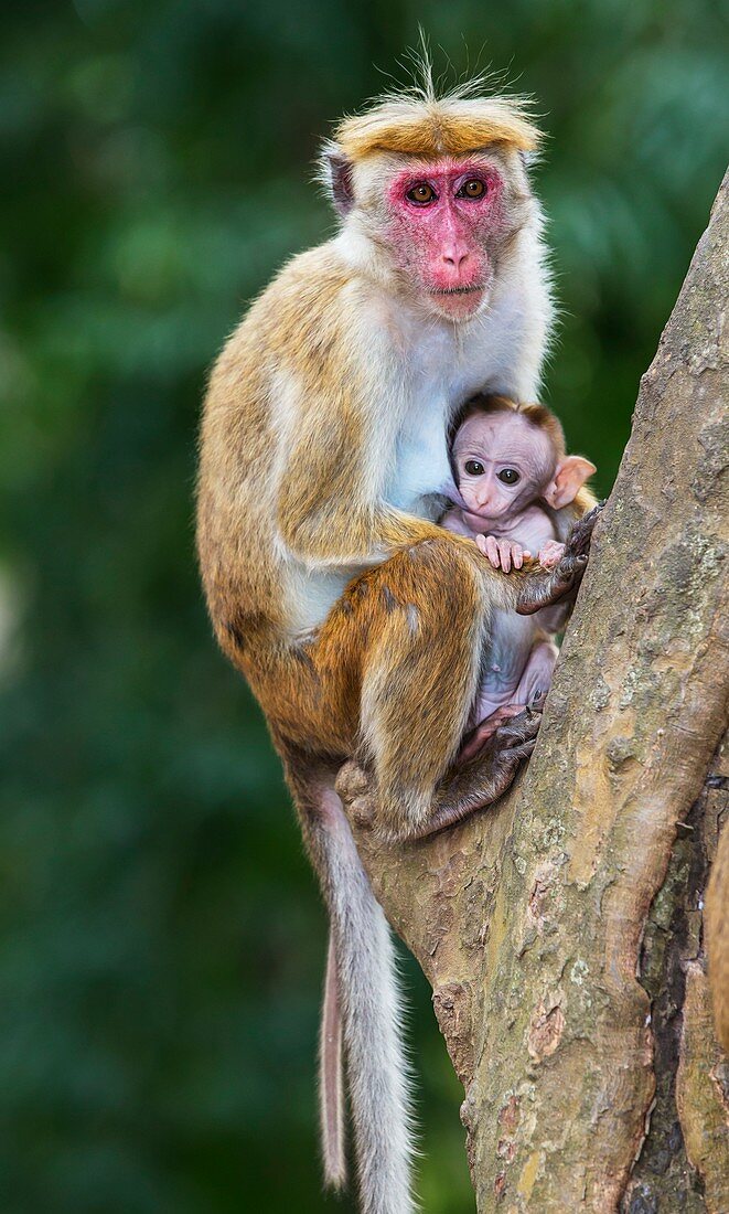 Toque macaque mother and baby