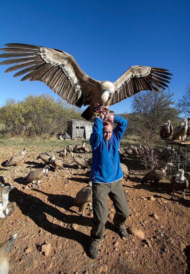 Griffon vulture conservation