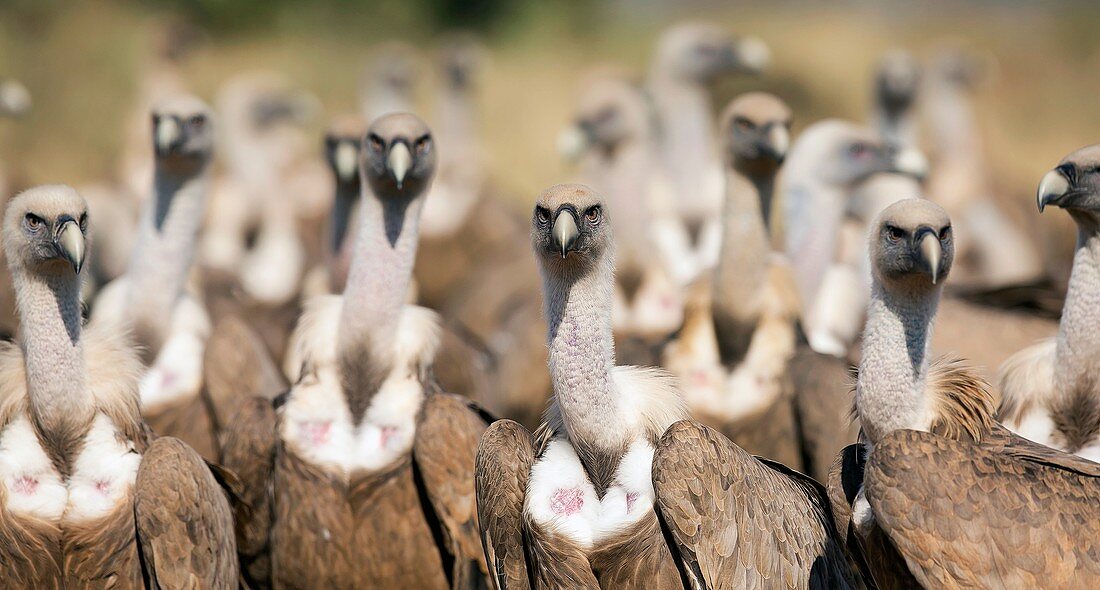 Griffon vultures,Spain
