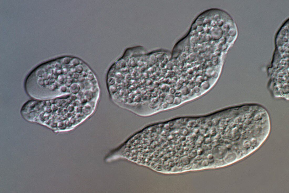 Entamoeba histolytica protozoa