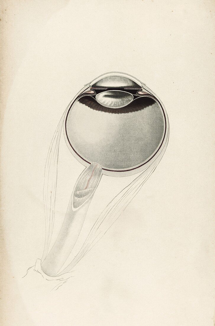 Eye anatomy,19th century