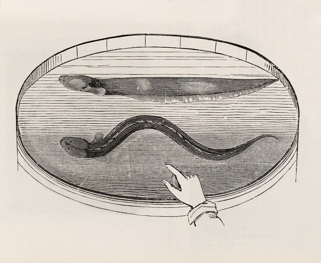 Electric eel in a tank of water,1860