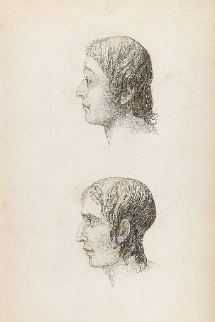 Skull comparisons in phrenology,1825
