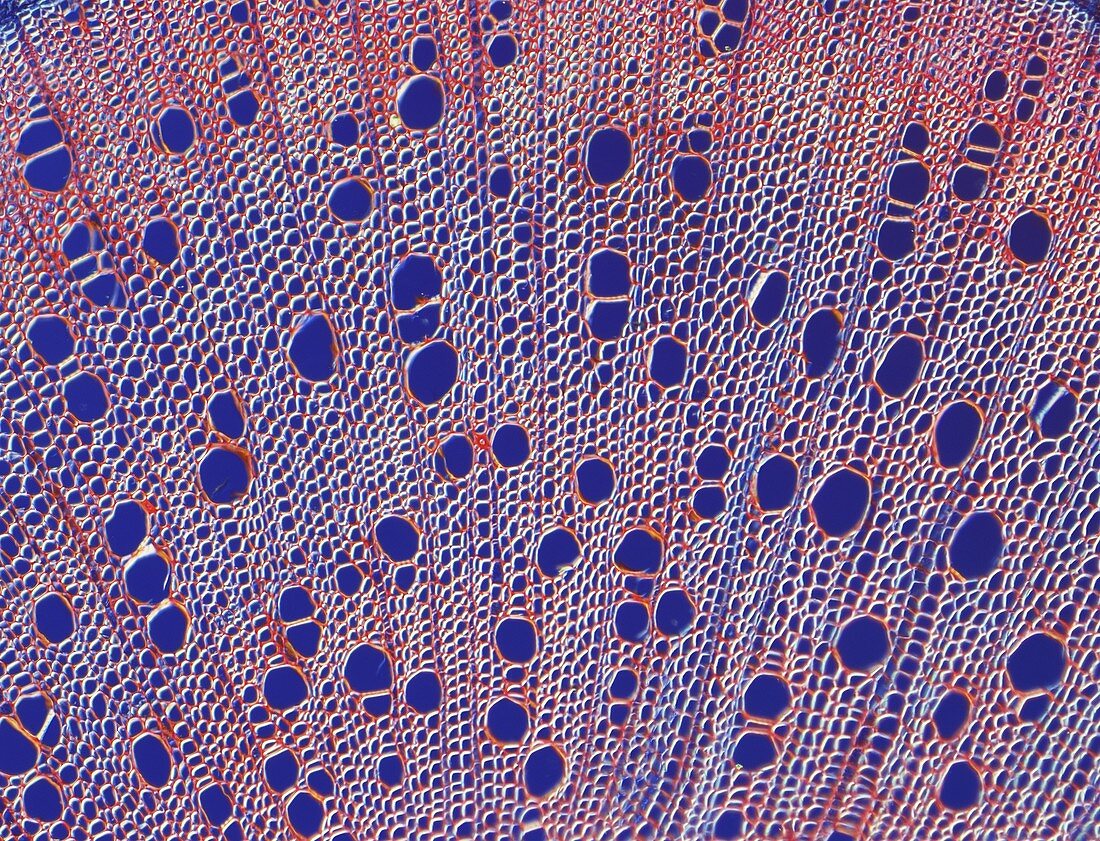 Cannabis plant stem,light micrograph
