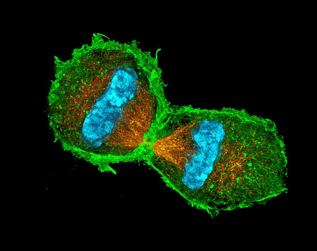 Mitosis,3D-structured micrograph