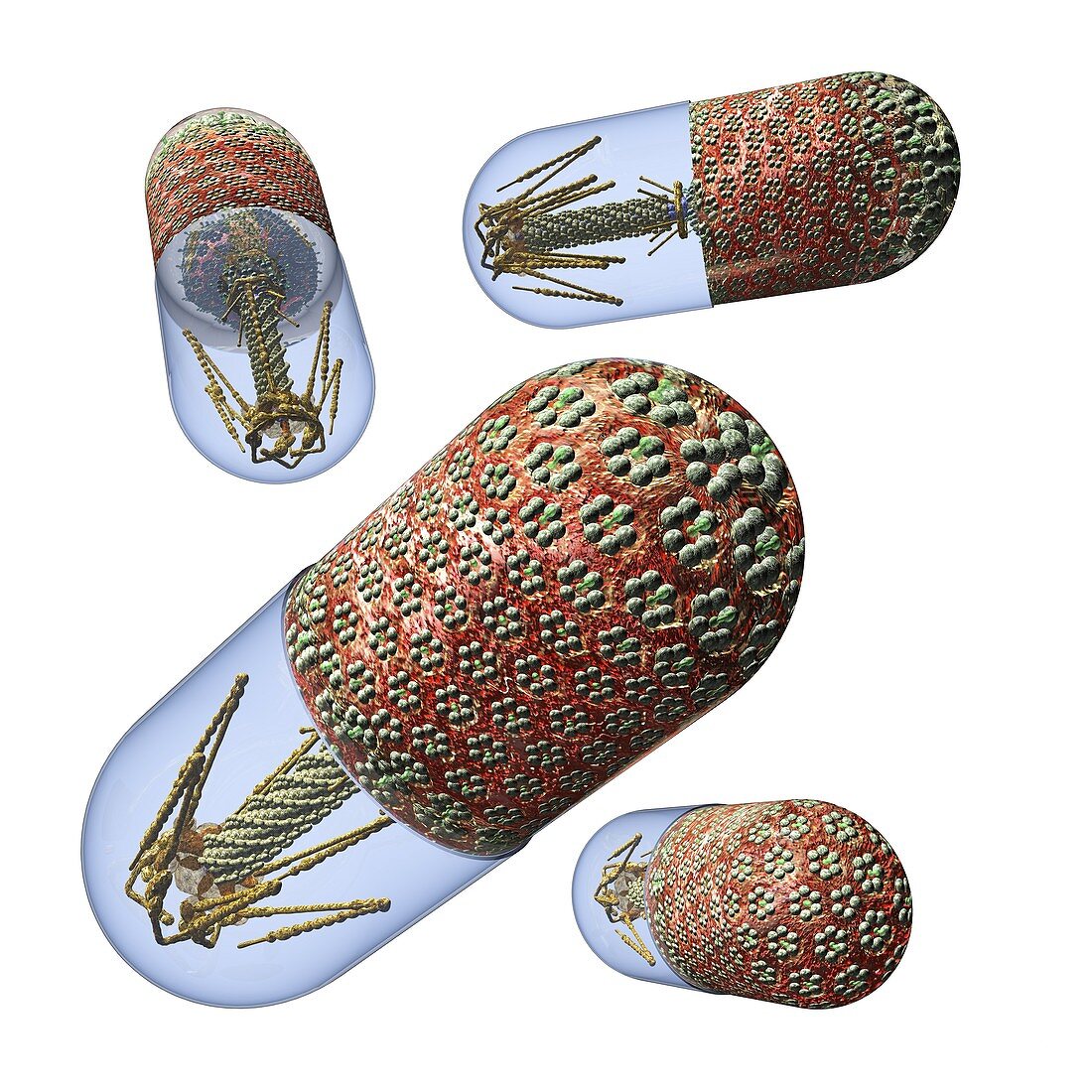 Phage therapy capsules,conceptual image
