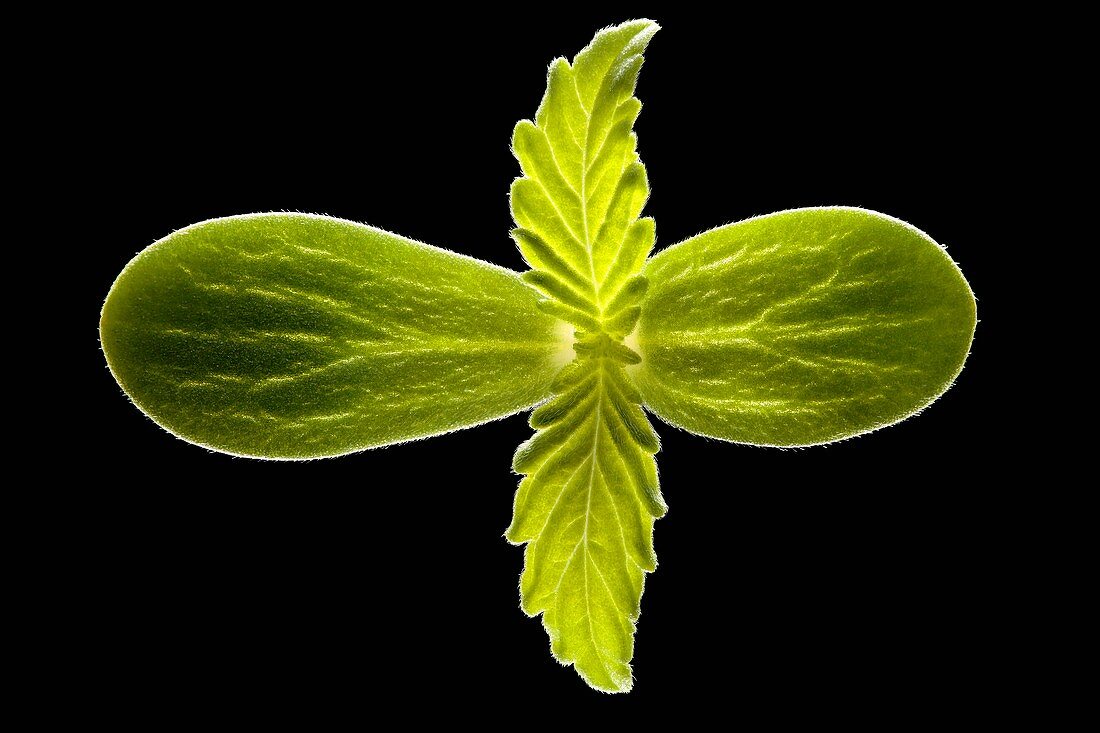 Cannabis seedling,light micrograph
