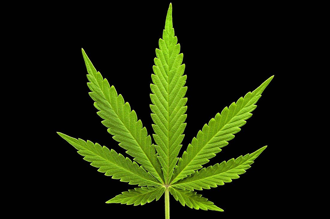 Cannabis sativa leaf