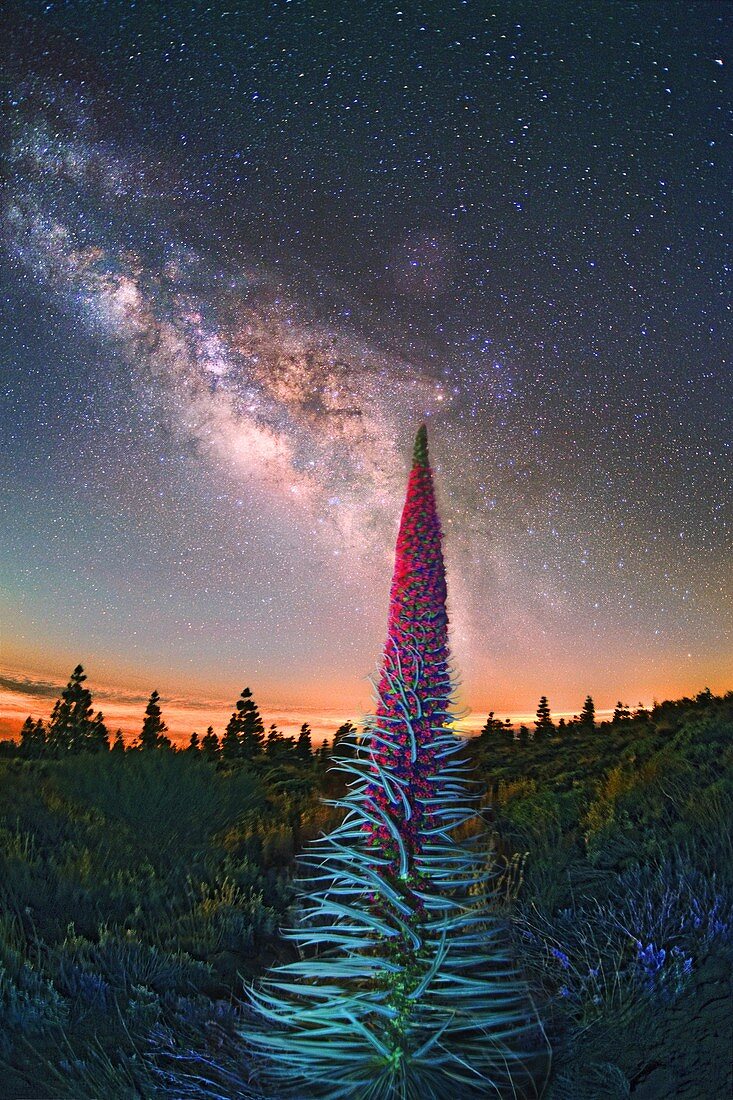 Milky Way and Tenerife bugloss plant