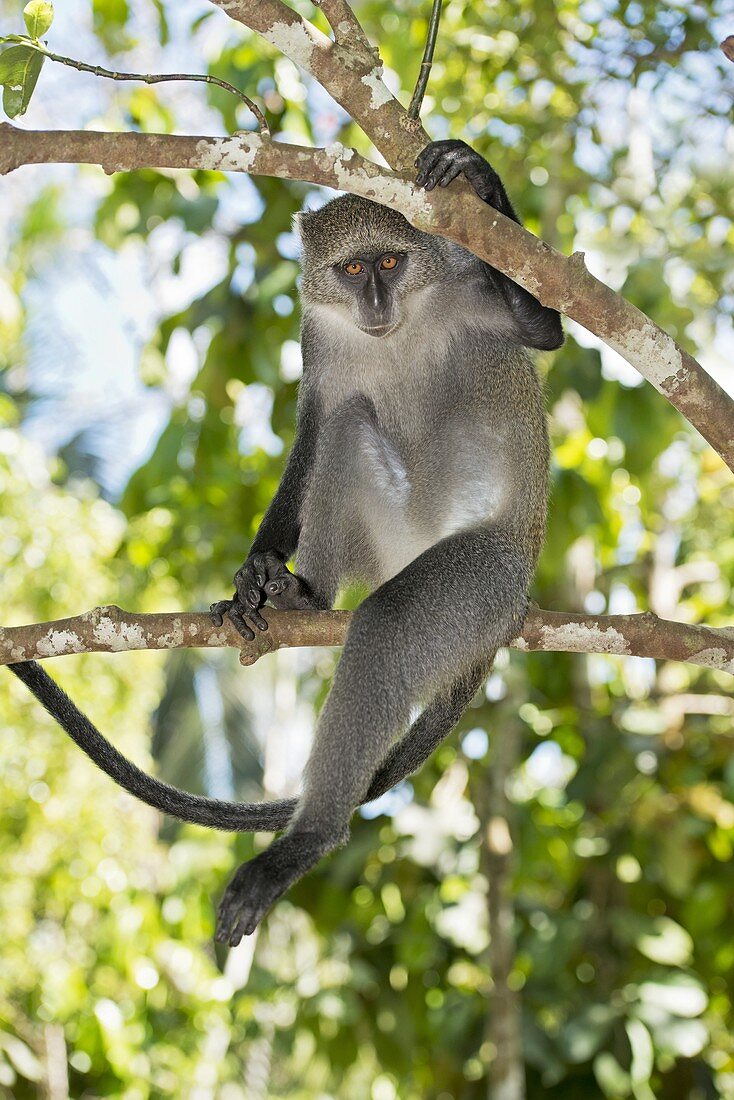 Zanzibar Sykes Monkey