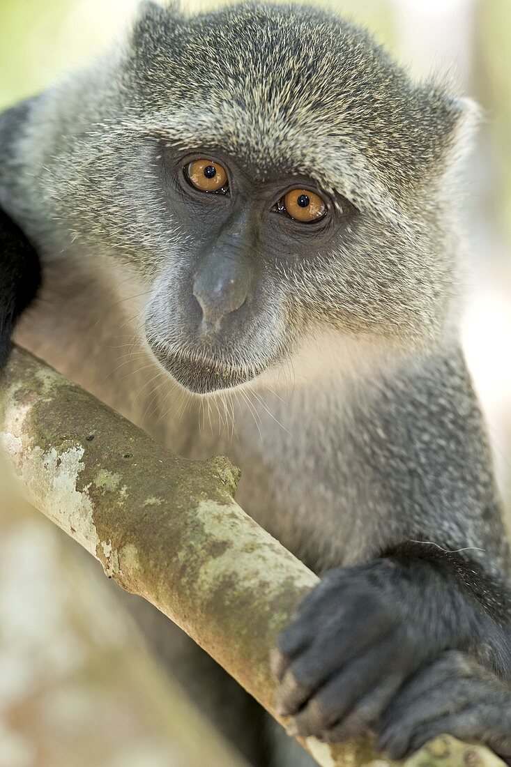 Zanzibar Sykes Monkey