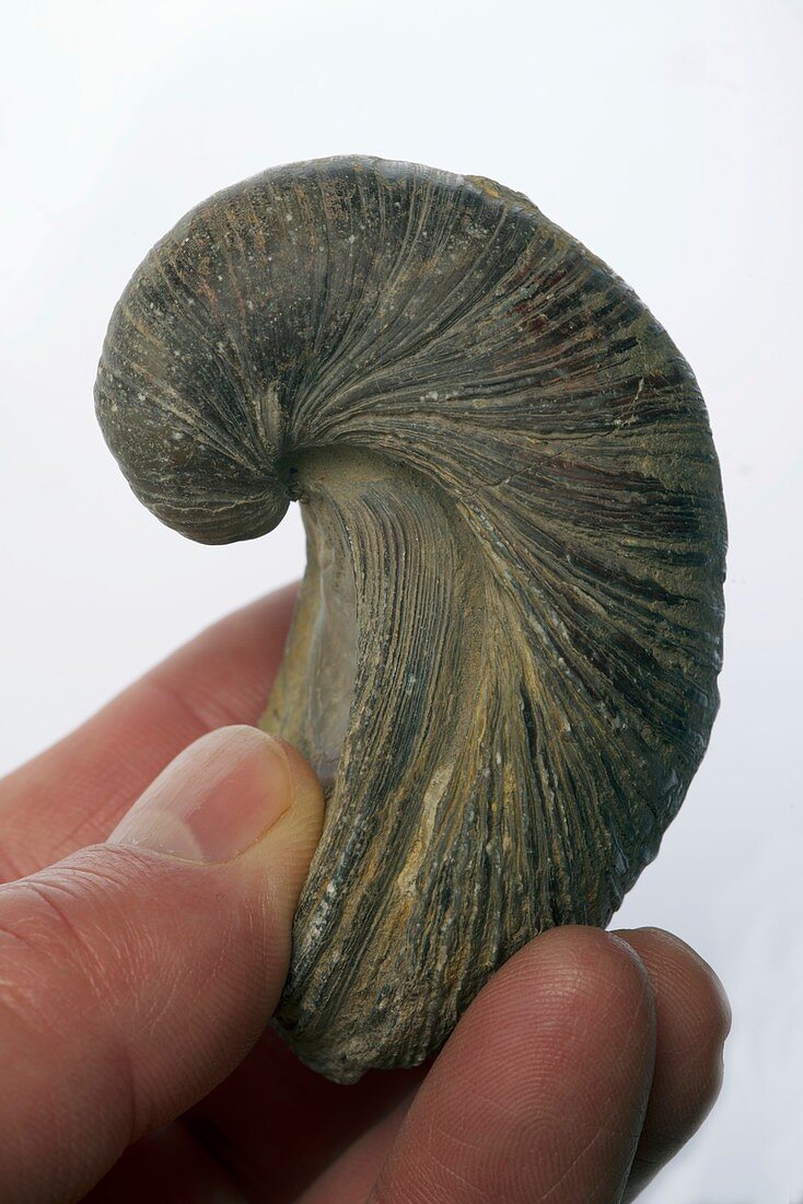 Fossilised extinct Jurassic oyster