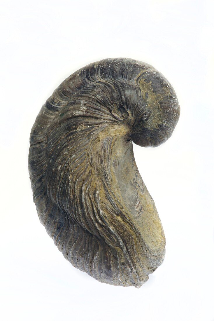 Fossilised extinct Jurassic oyster