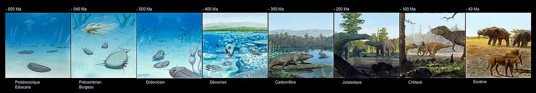 Evolution of life on Earth,artwork