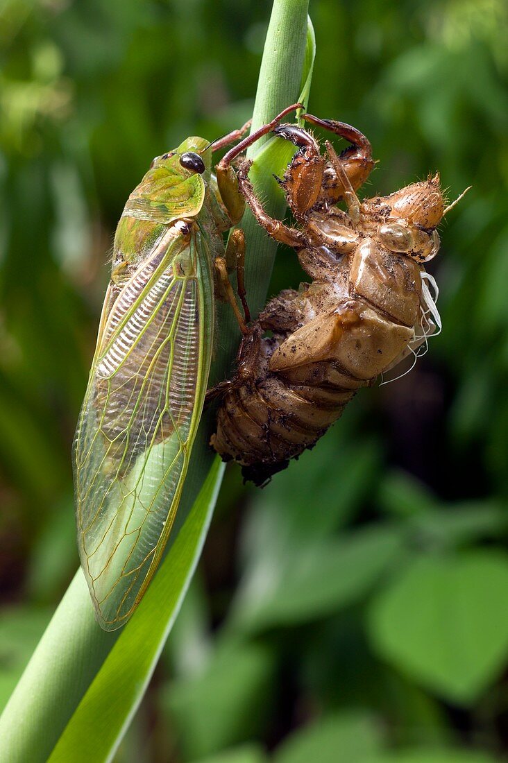 Newly emerged Green Grocer Cicada