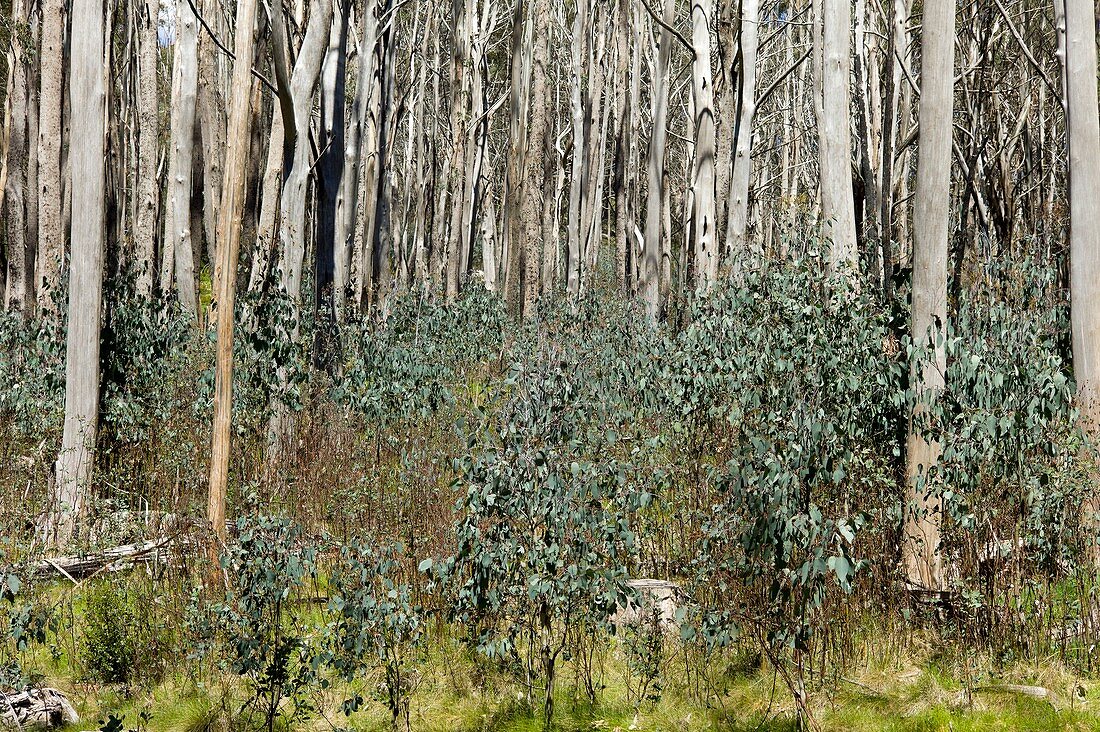 Forest regeneration after bushfire