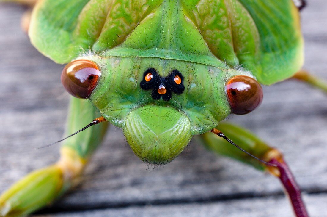 Head of a green grocer cicada