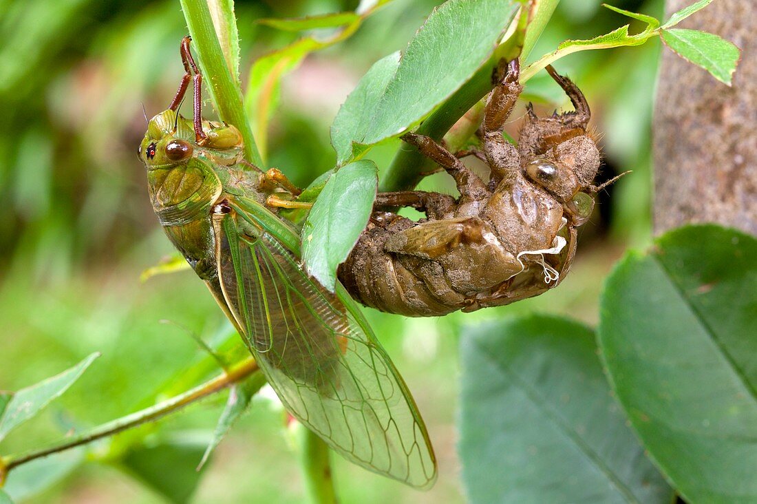 Newly emerged Green Grocer Cicada