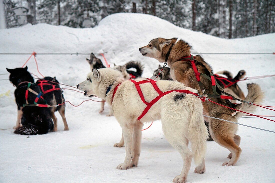 Husky dogs pull a sledge
