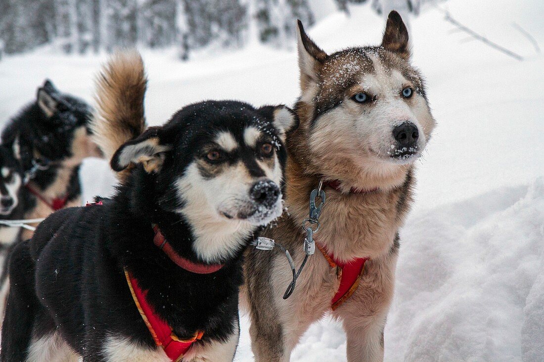 Husky dogs pull a sledge