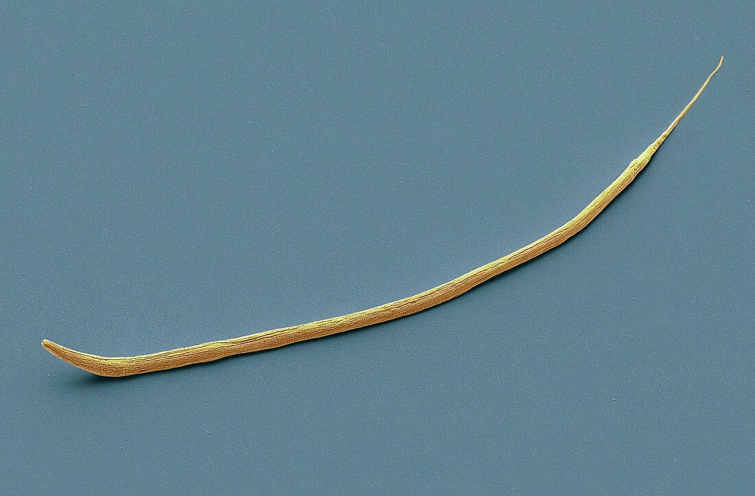 C. elegans worm,SEM