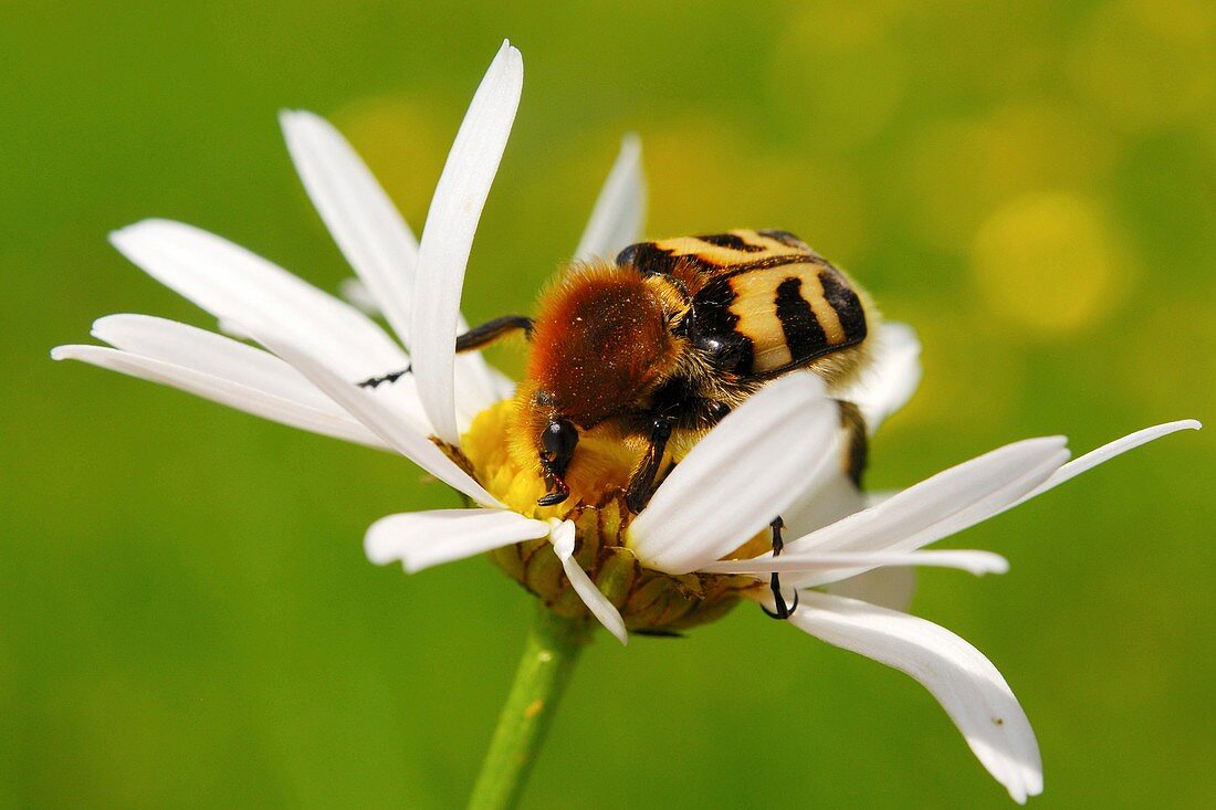 Bee beetle on a flower