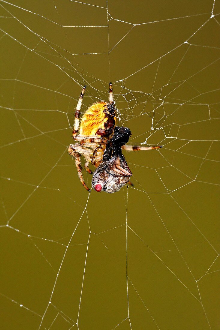 European garden spider and prey