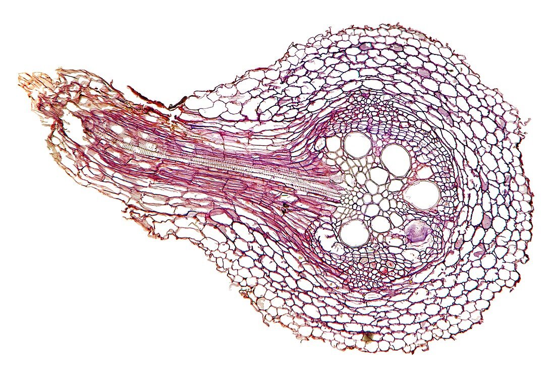 Sunflower root,light micrograph