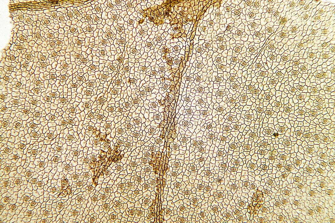 Arum leaf surface,light micrograph
