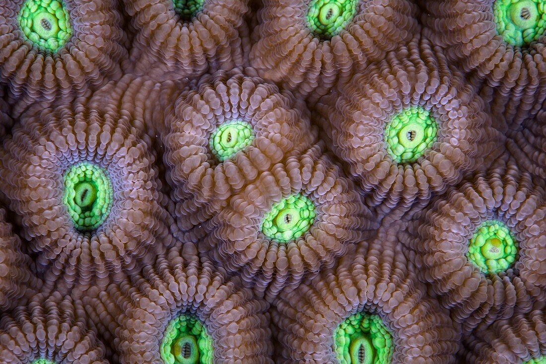 Fluorescent hard coral