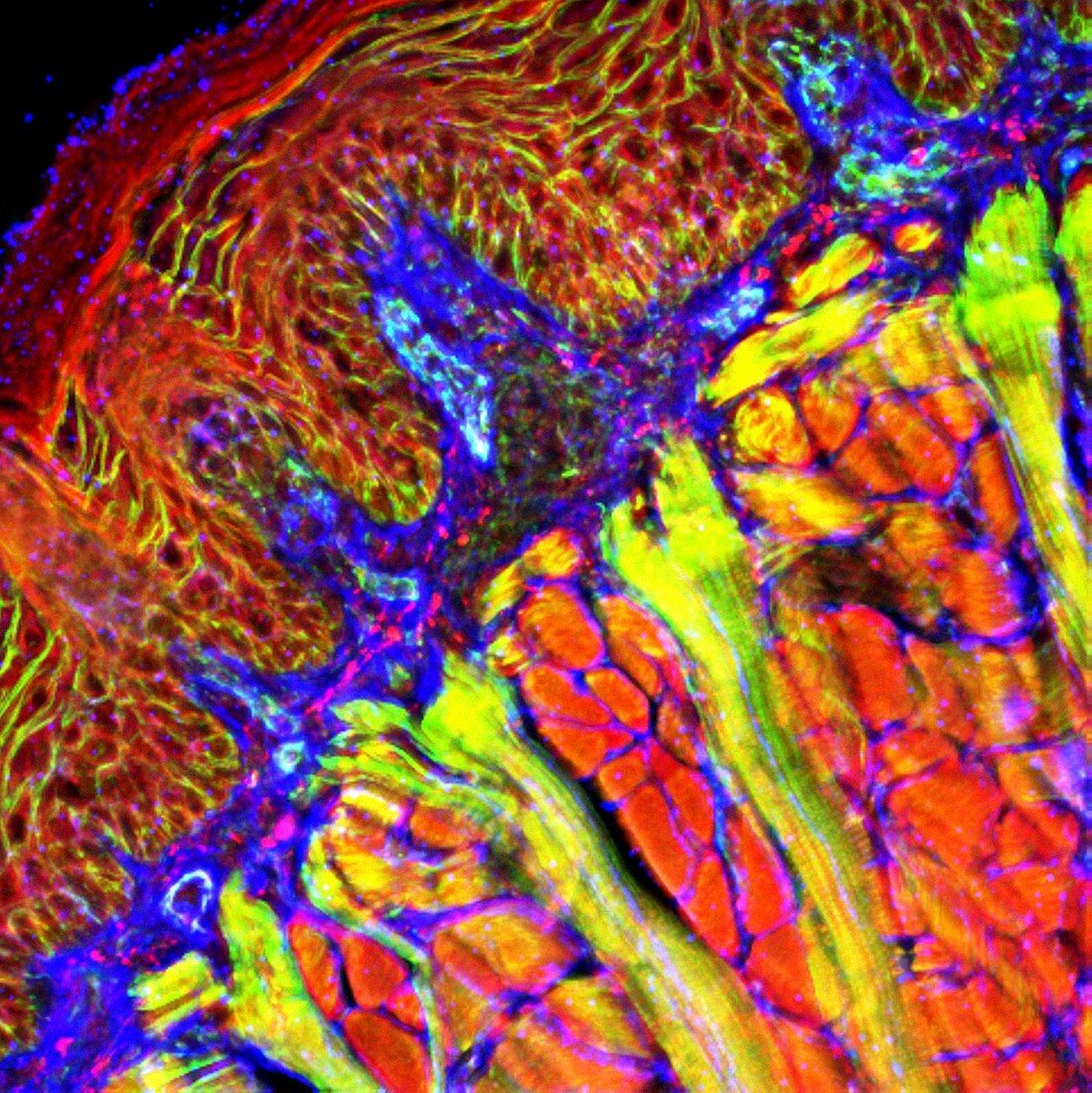 Tongue tissue,fluorescence micrograph