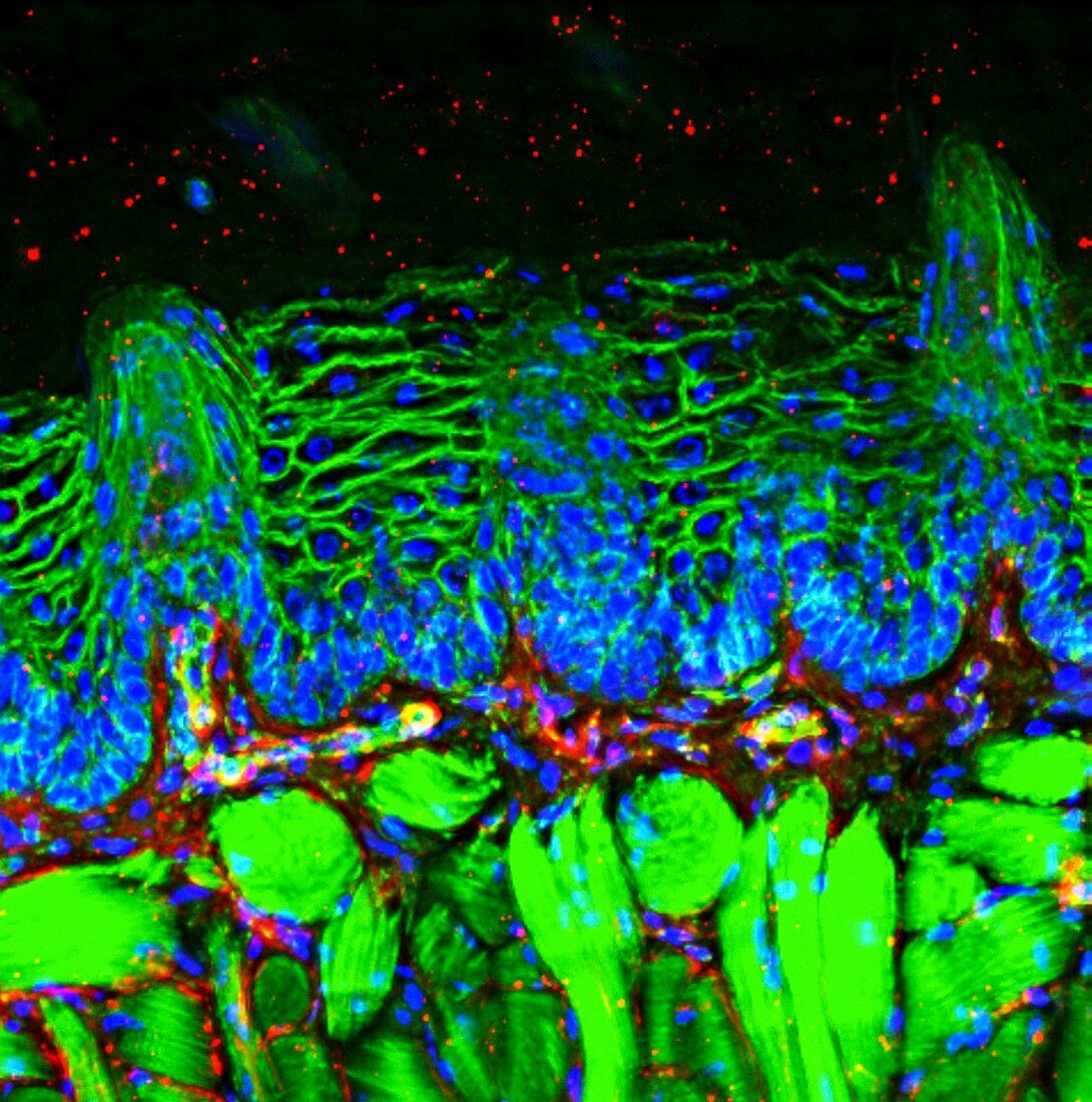 Tongue tissue,fluorescence micrograph